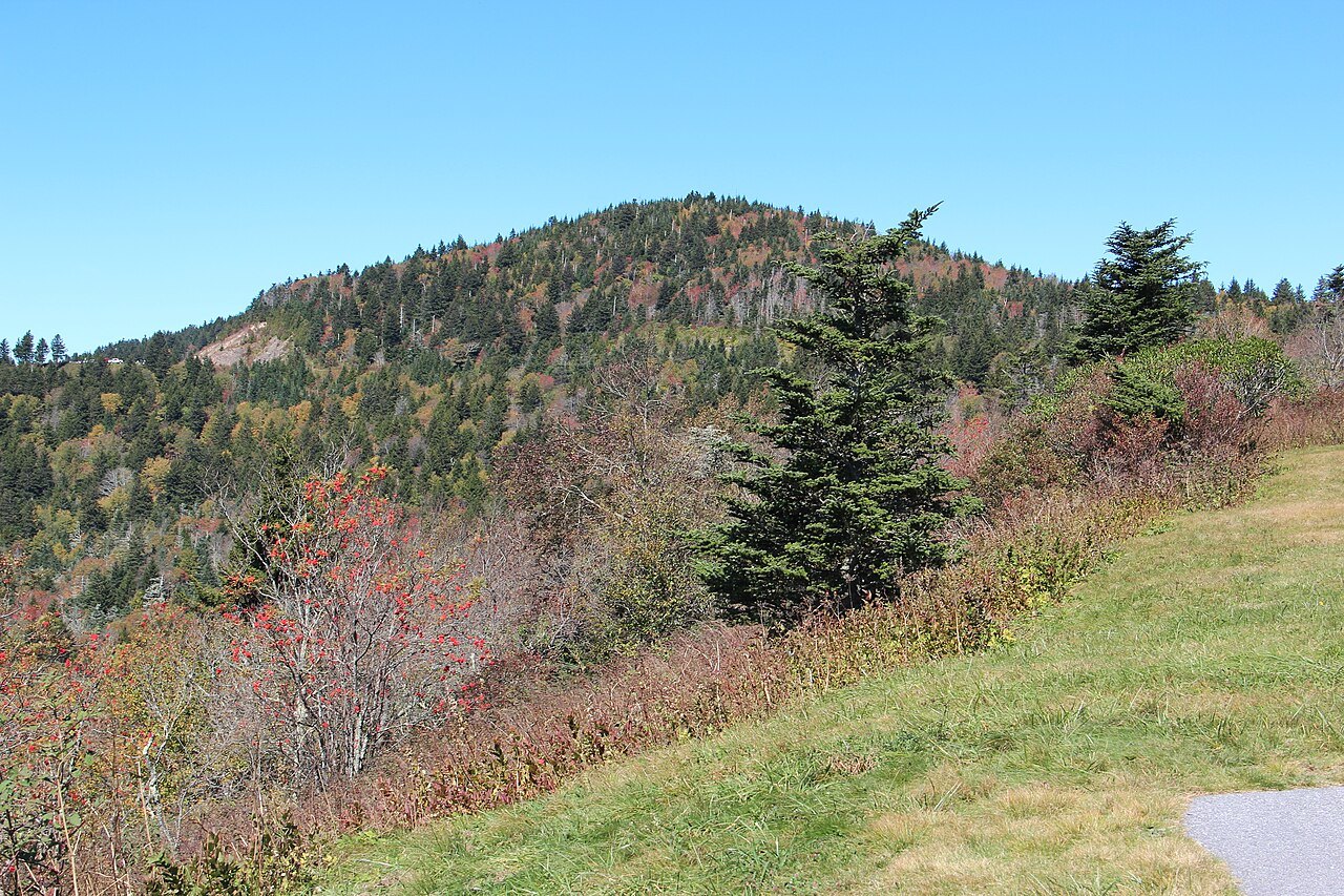 Spruce and autumn shrubs on the slopes of Richland Balsam.