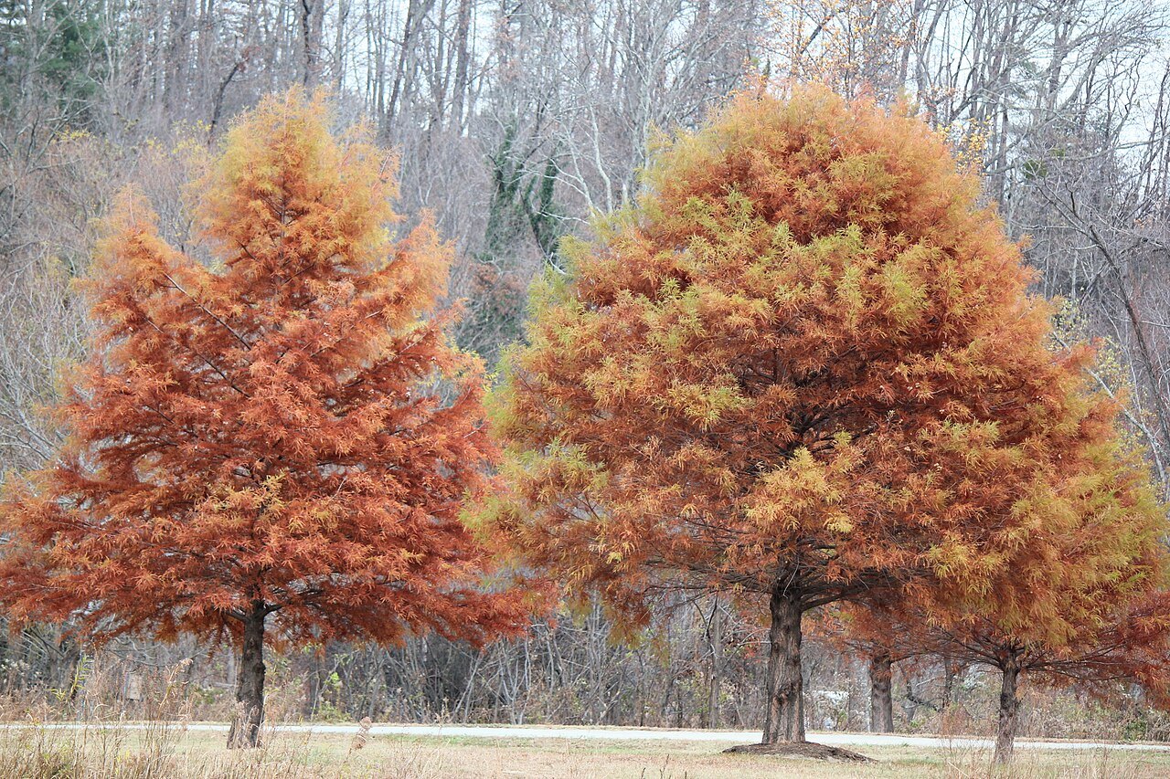 Two rust-colored trees in autumn at Morse Park by Lake Lure.