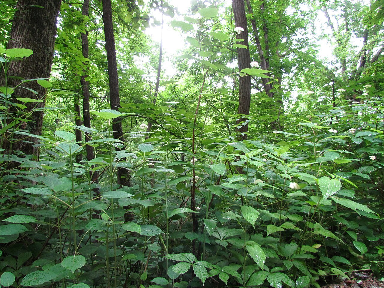 Dense summer woods with hydrangea in Chimney Rock State Park.