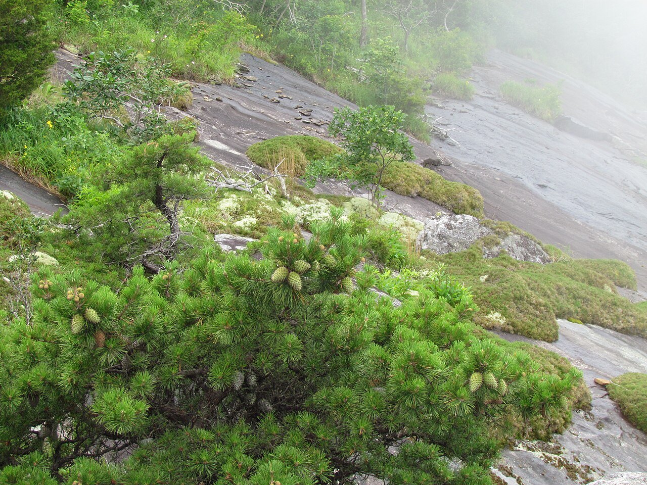 Pines clinging to the bare rock at Exclamation Point in Chimney Rock State Park.