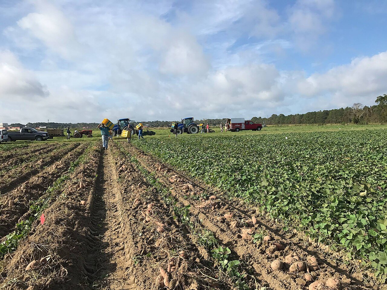 Workers harvesting sweet potatoes in long rows at a research station.