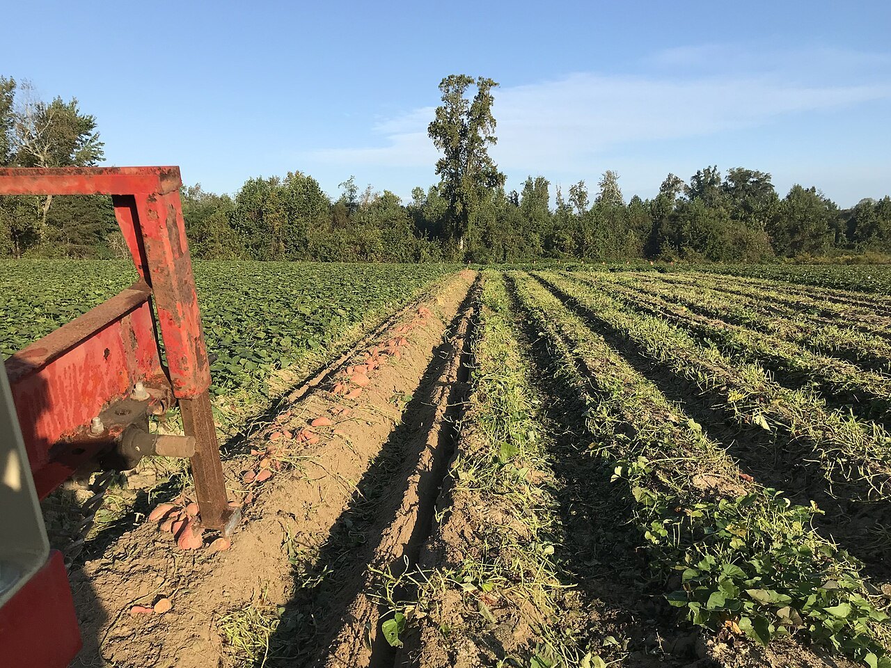 Rows of sweet potato plants in a field in Nash County.