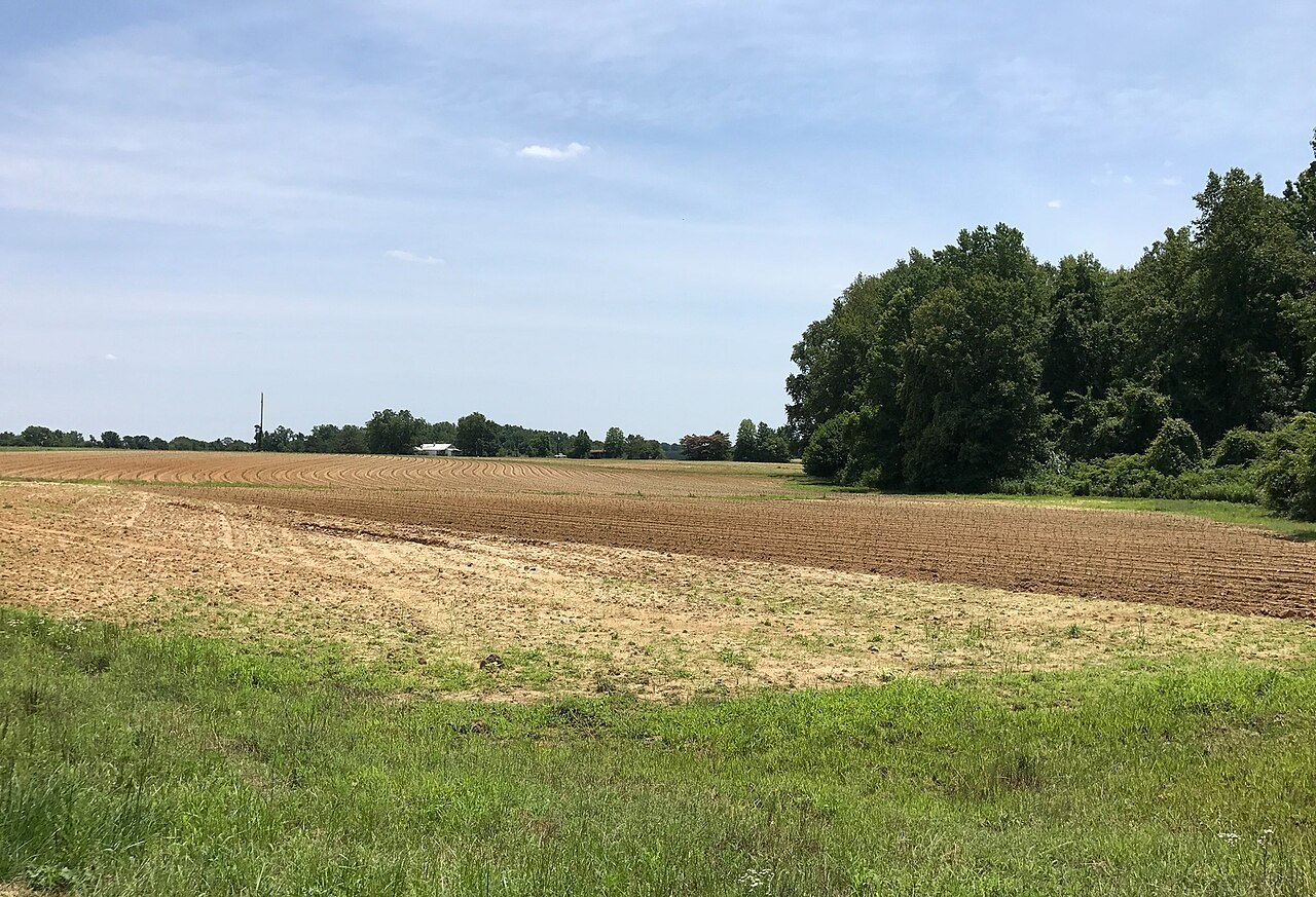 A field of sweet potatoes at Willow Spring.
