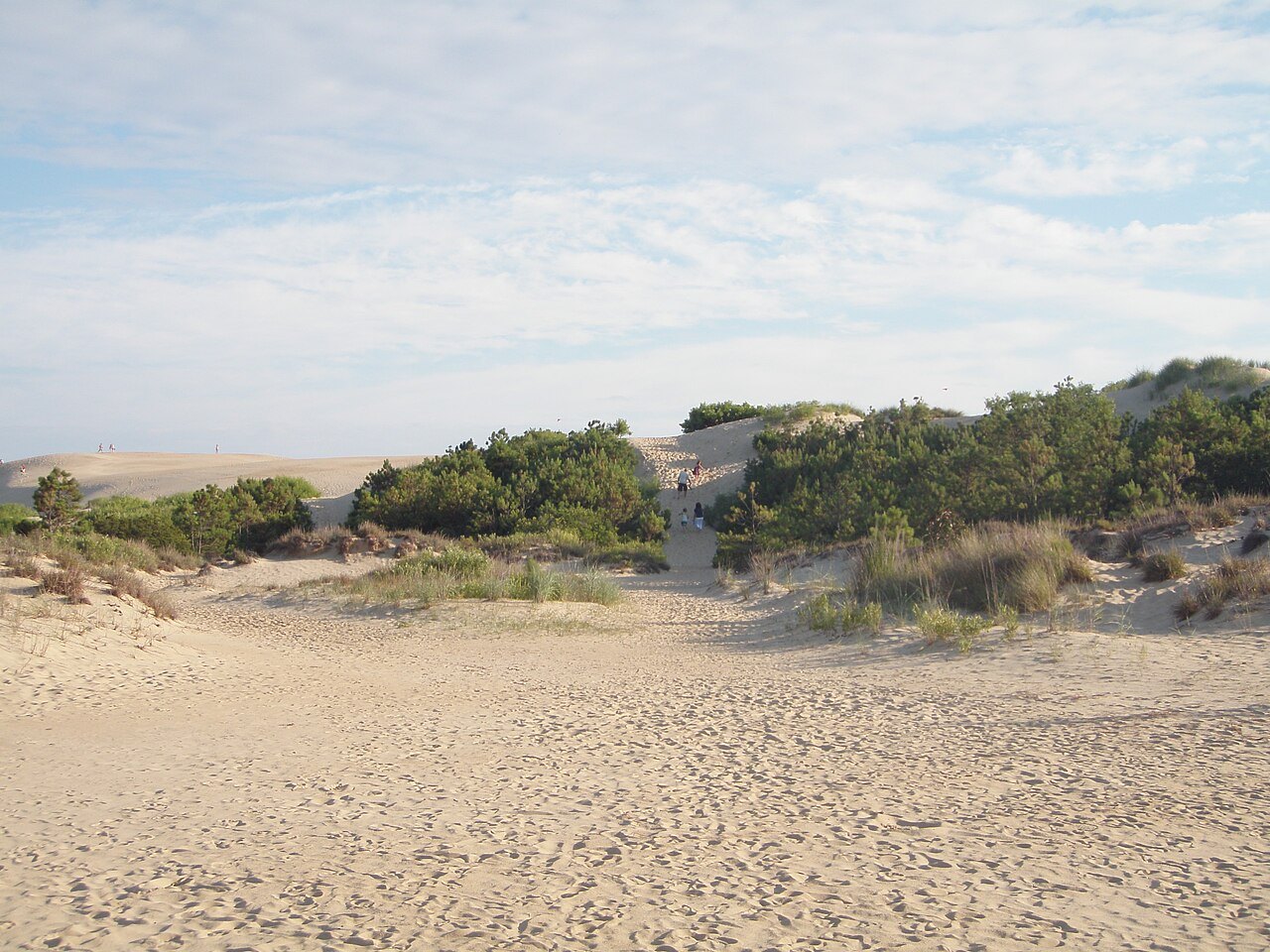Open sand and scrub on the dunes of Jockey's Ridge.