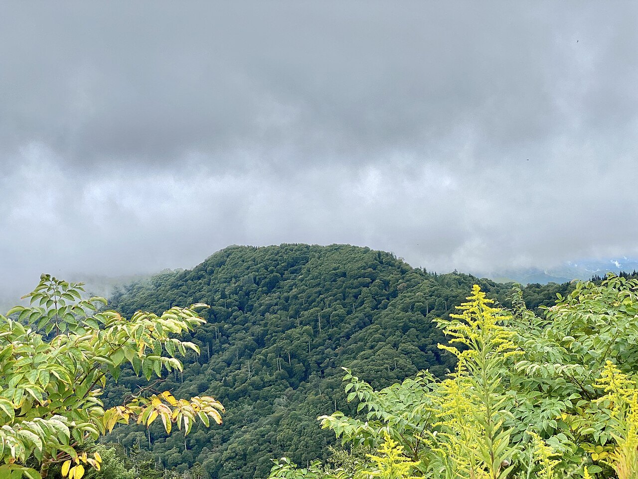 Cloud over a forested ridge at Newfound Gap, on the North Carolina side of the Smokies.