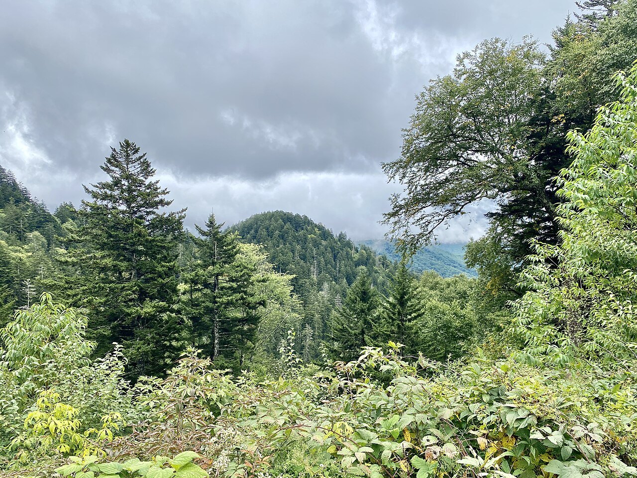 Spruce and hardwood forest along Clingmans Dome Road on the North Carolina side of the Smokies.