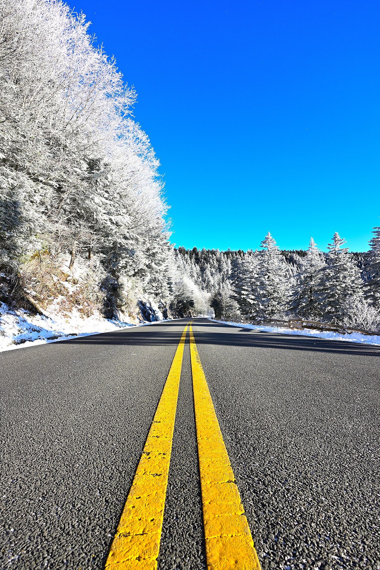 Snow-covered trees along Clingmans Dome Road in early April.