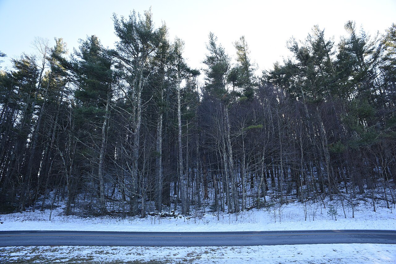 Snow at the foot of a winter forest of pines.