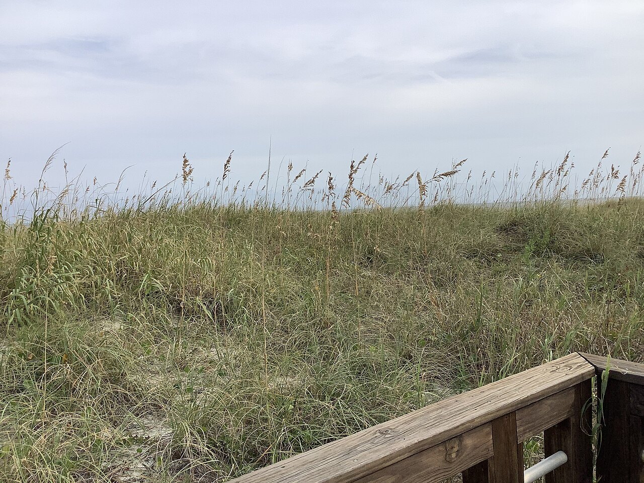 Sea oats on the dunes at Carolina Beach.