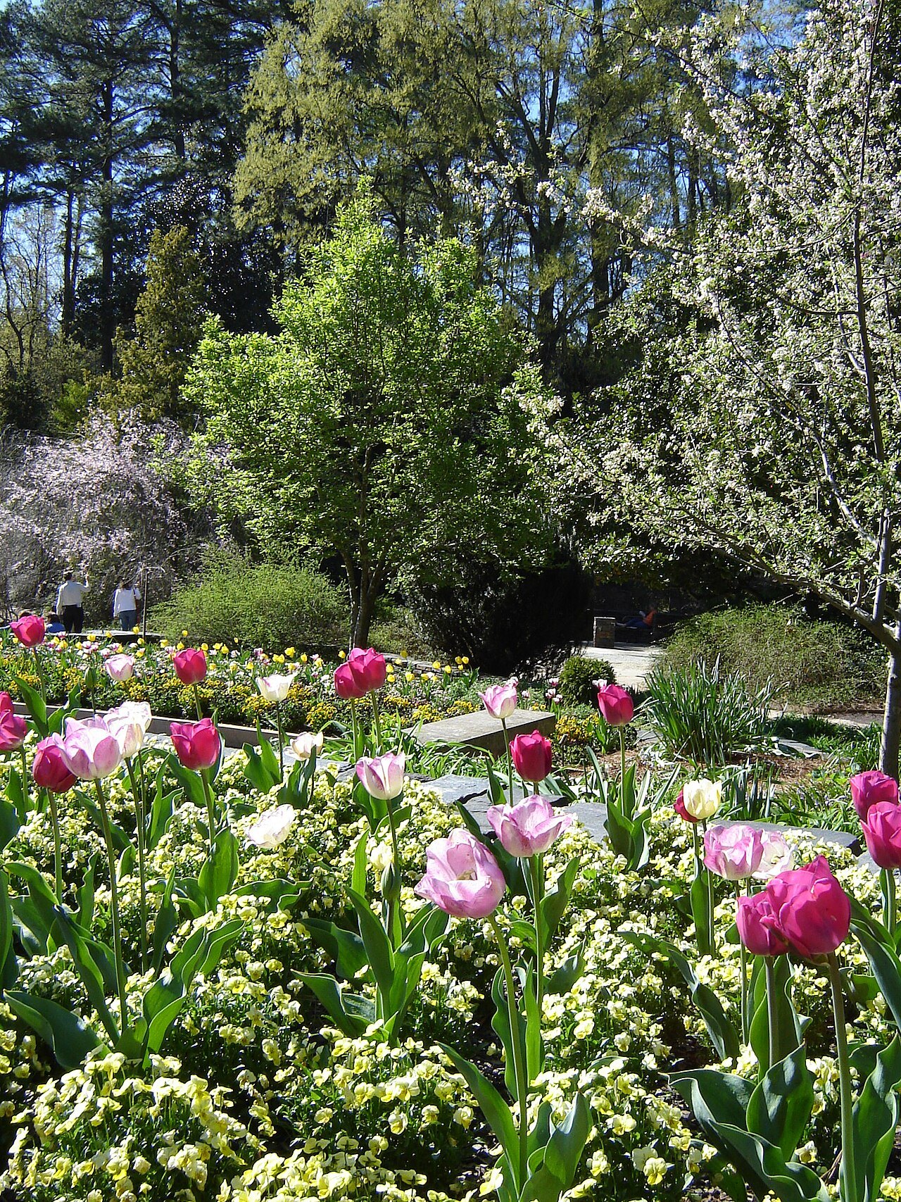 Tulips in bloom among the trees of the Duke Gardens.