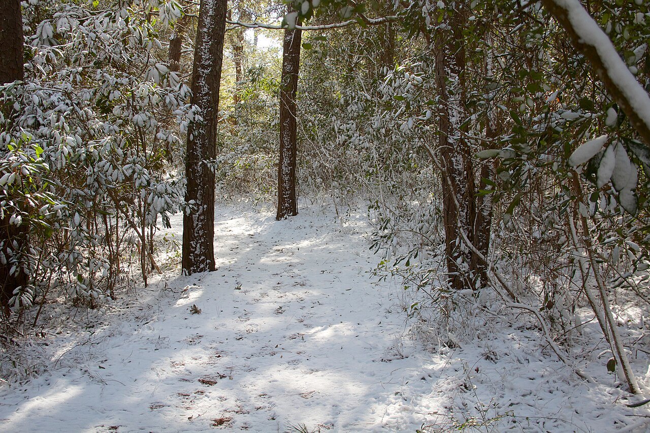 Snow on the Thomas Hariot Trail at Fort Raleigh.