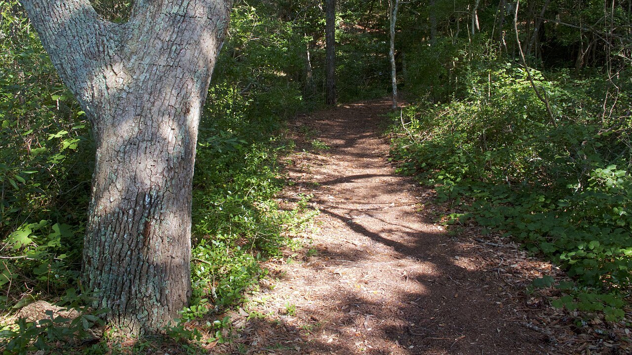 A shady footpath through the maritime forest at Fort Raleigh.