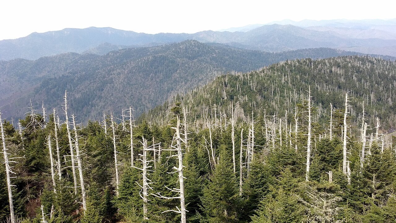 Spruce and bare dead firs below the summit of Kuwohi, on the state line, with the ranges beyond.