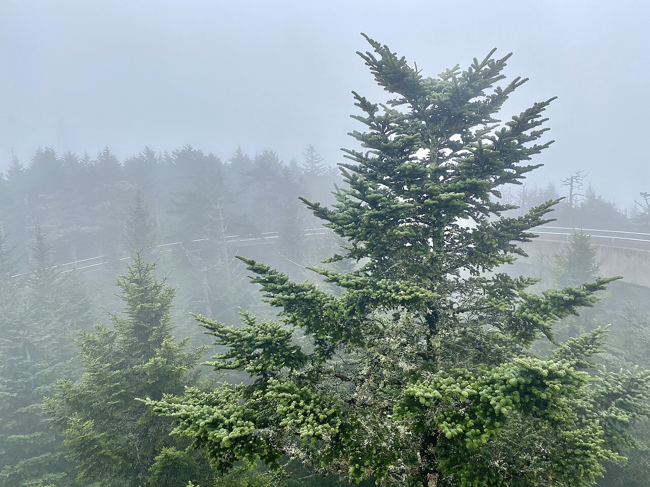 A young fir in the mist near the summit of Kuwohi.