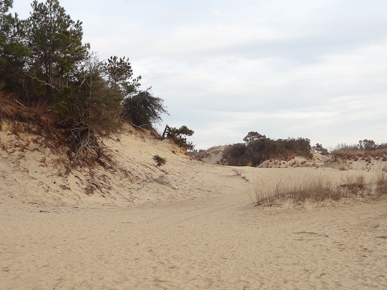 A dune and low shrubs at Jockey's Ridge State Park.