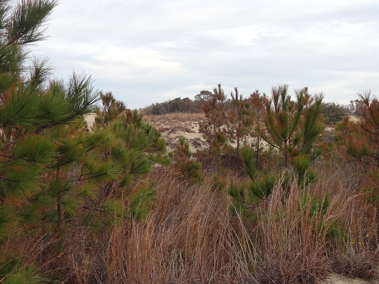 Pines and scrub on the edge of the sand at Jockey's Ridge.