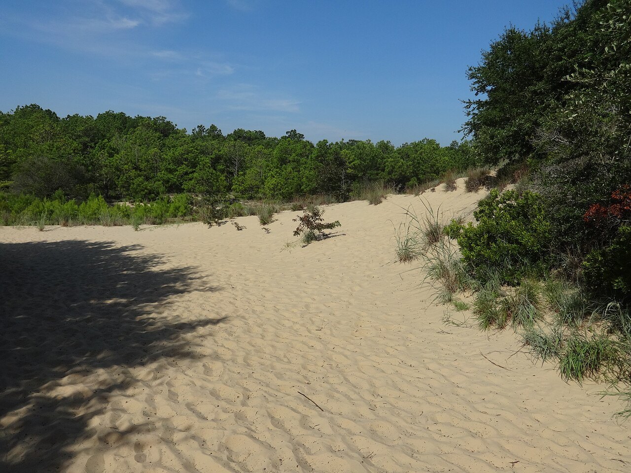 Rippled sand under the shade of the maritime forest at Jockey's Ridge.
