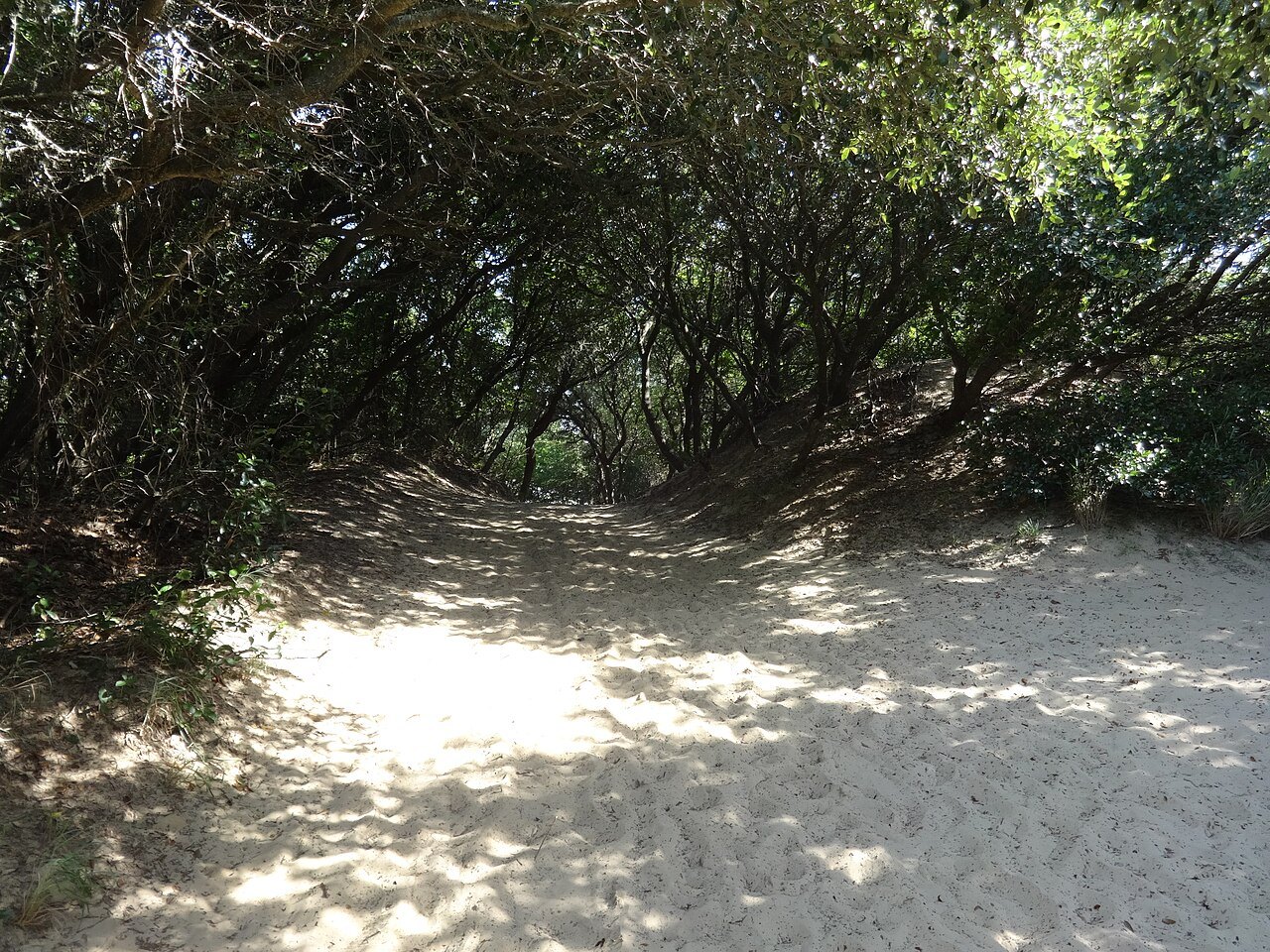 A sandy path into the shade of the live oaks at Jockey's Ridge.