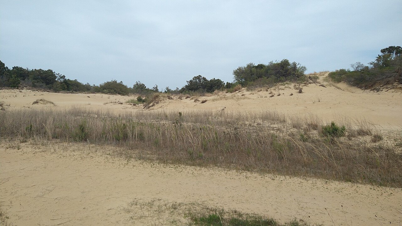 Sand and dry grass on the rolling dunes of Jockey's Ridge.