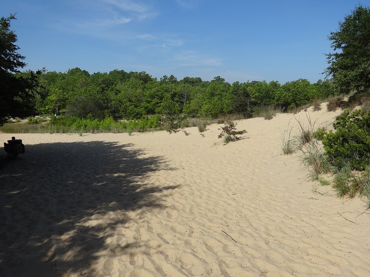 Soft sand at the edge of the woods at Jockey's Ridge.
