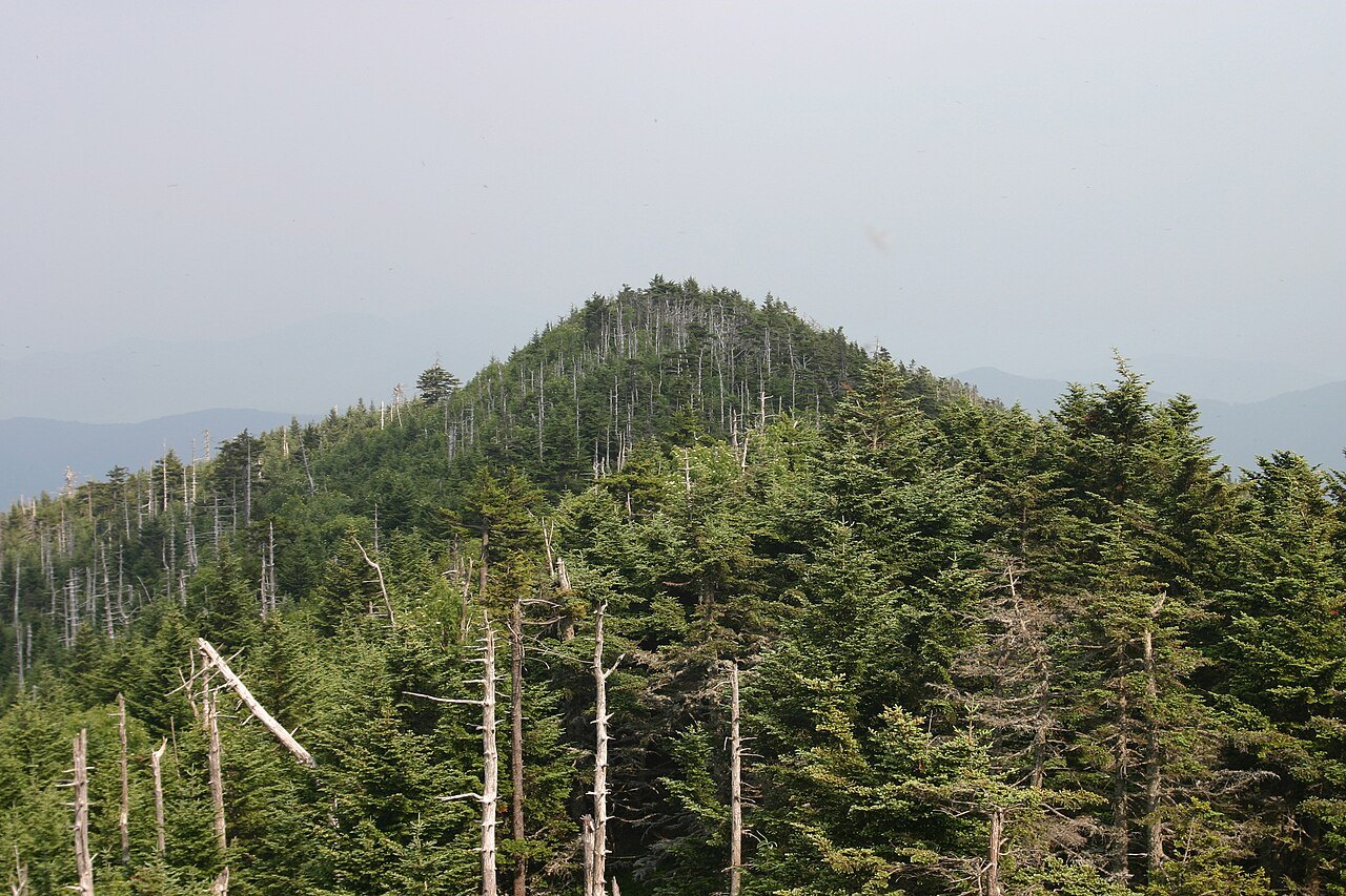 Spruce and fir covering a summit of the Black Mountains.