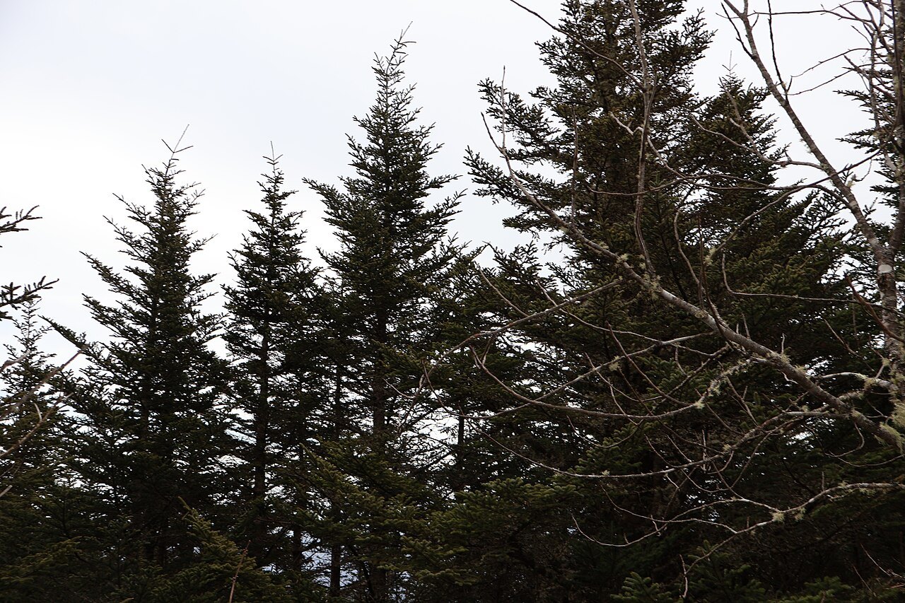 Spruce and fir along the Balsam Nature Trail on Mount Mitchell.