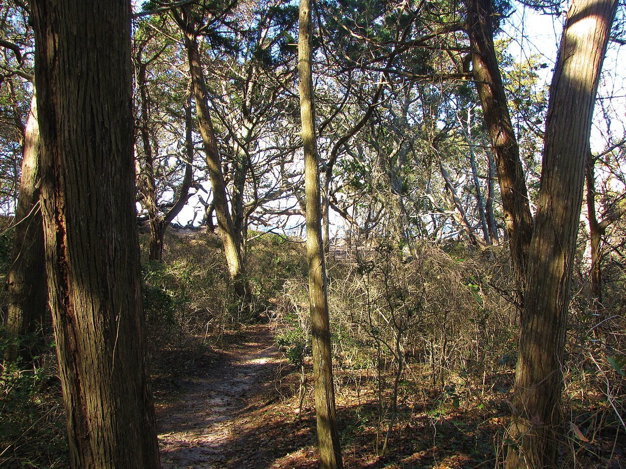 Trees and a sandy path in Springer's Point Nature Preserve.
