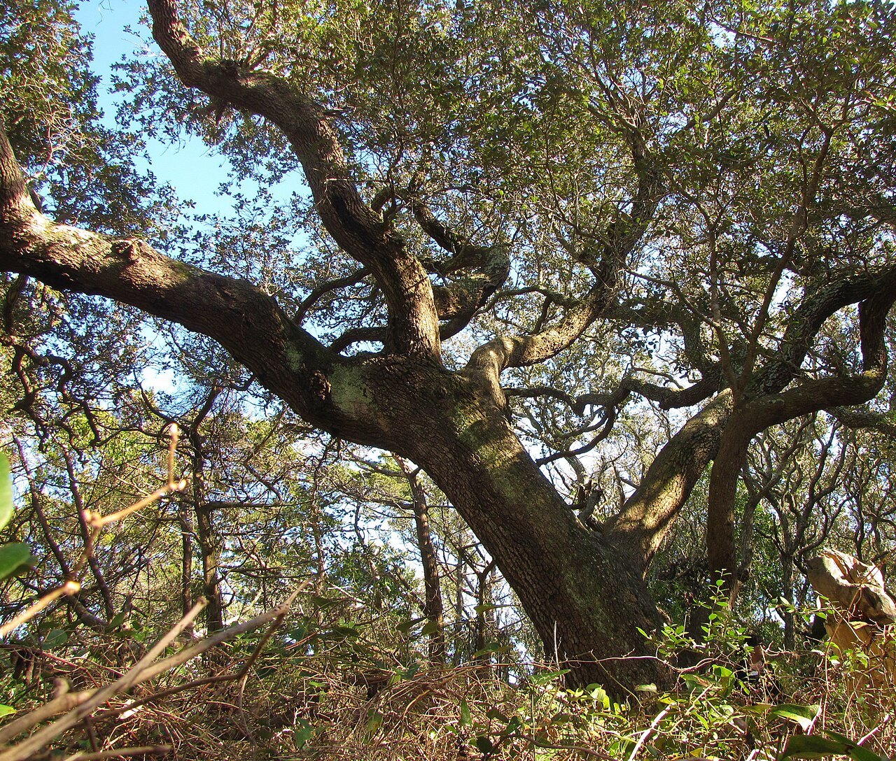 The twisting limbs of a live oak at Springer's Point.