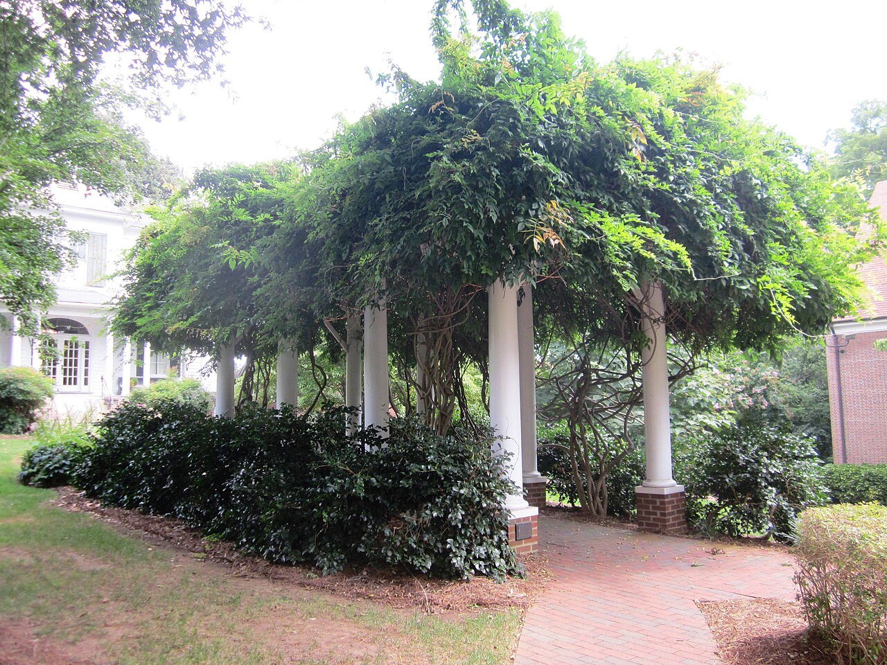 A vine-covered arbor on a brick path at Salem College, beside Old Salem.