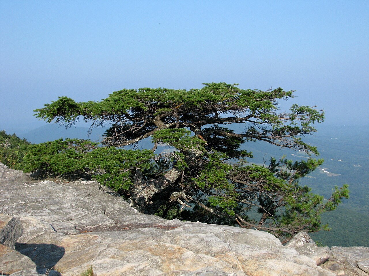 A Carolina hemlock bent by the wind on the rocks of Moore's Knob.