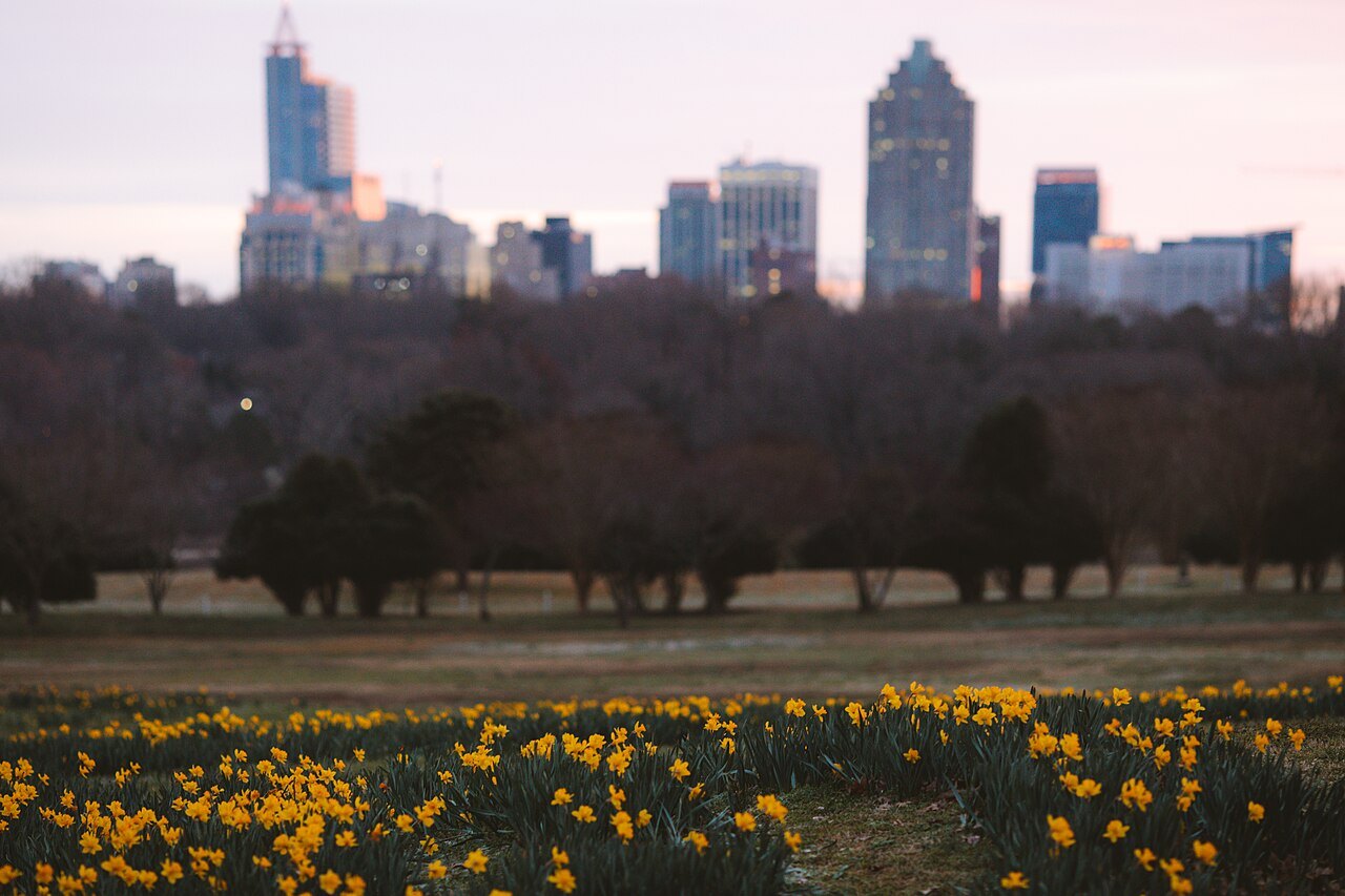 Daffodils in bloom in front of downtown Raleigh's skyline.
