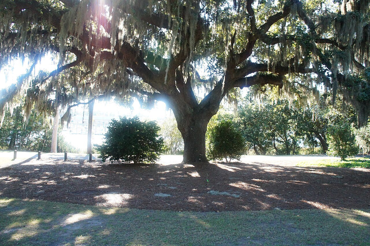 A spreading live oak hung with moss at Airlie Gardens in Wilmington.